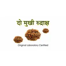 2 Mukhi Rudraksh (3.0)